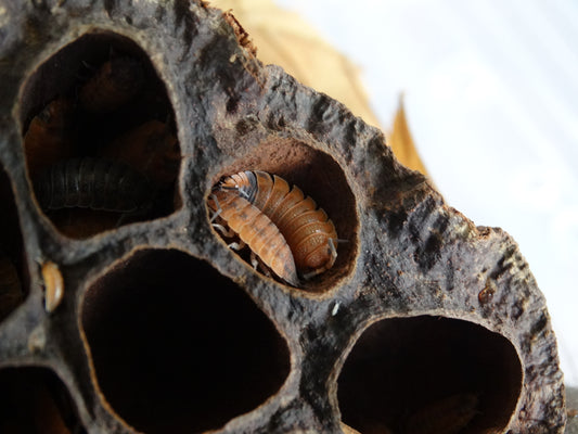 Porcellio scaber Lava