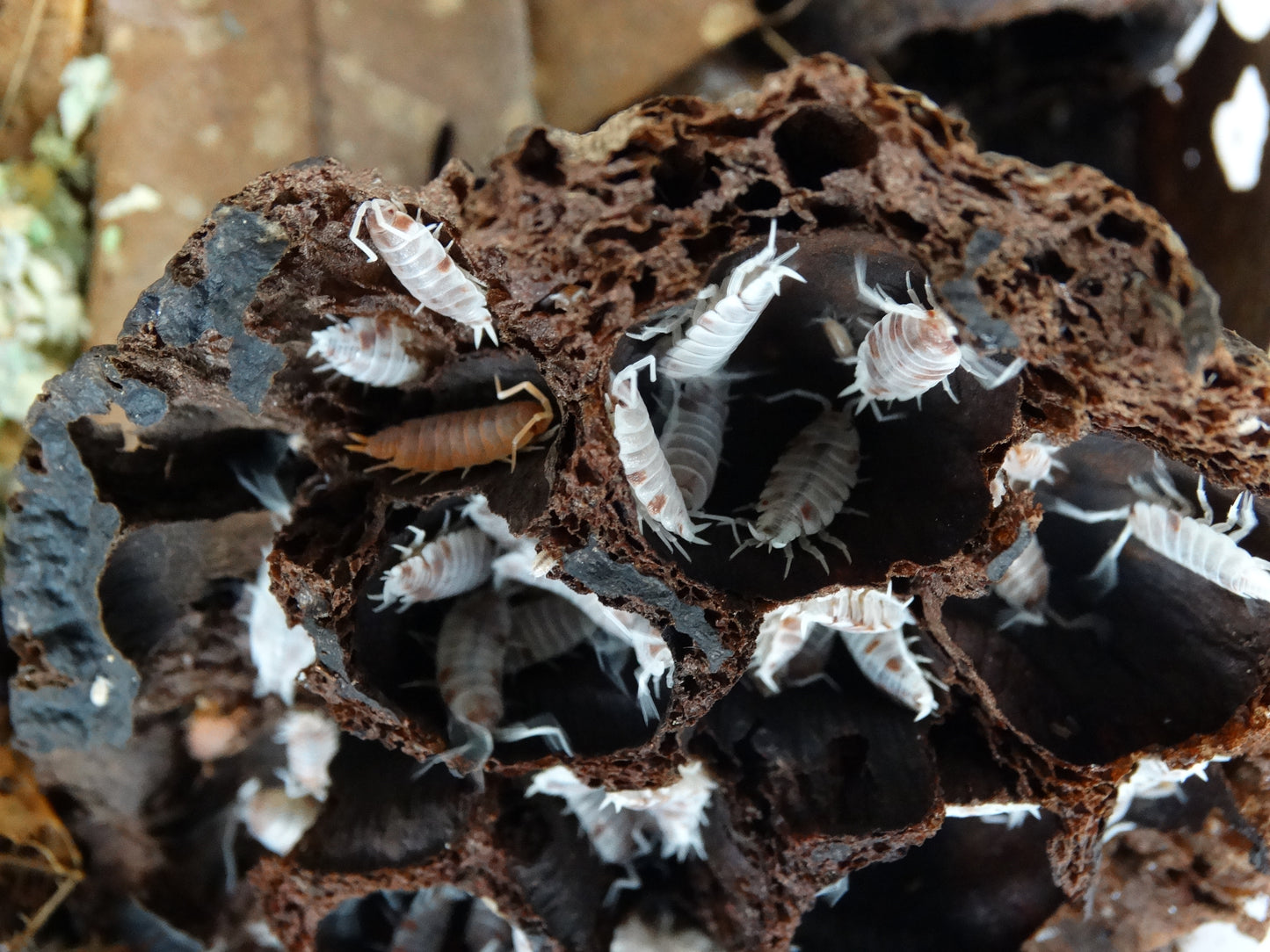 Porcellionides pruinosus Orange Koï