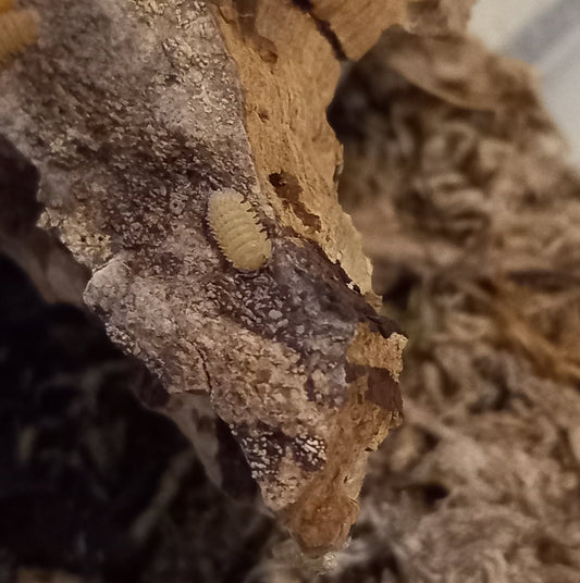 Cristarmadillidium muricatum