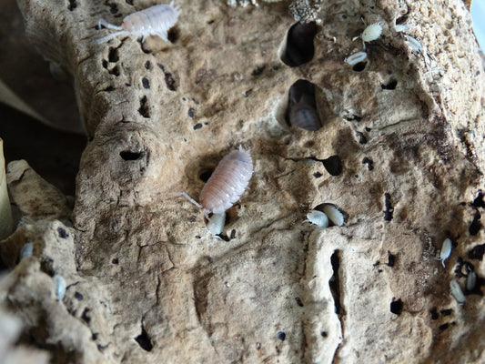 Porcellio scaber Ghost