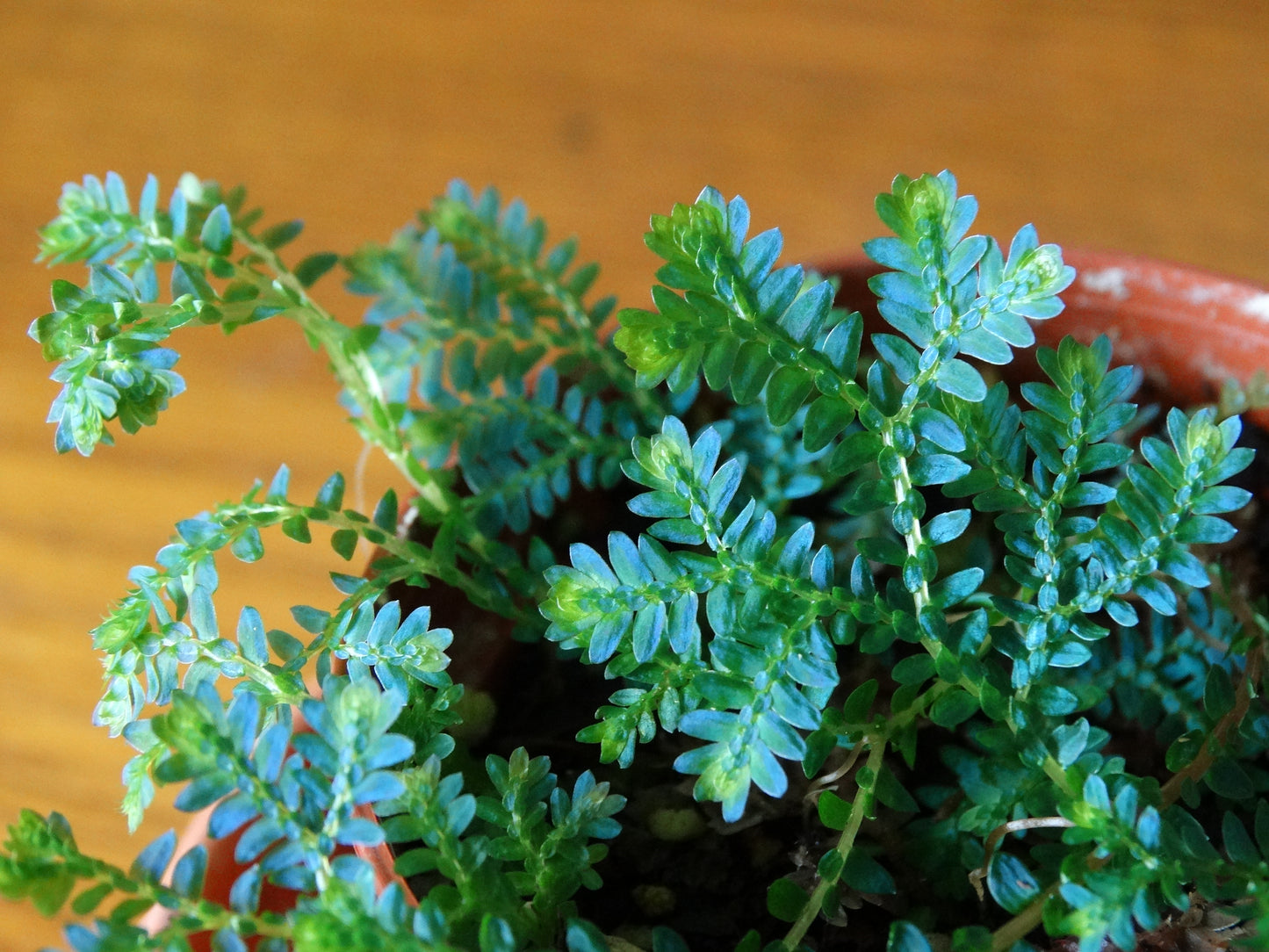 Selaginella uncinata