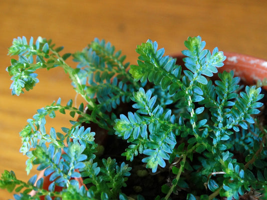 Selaginella uncinata