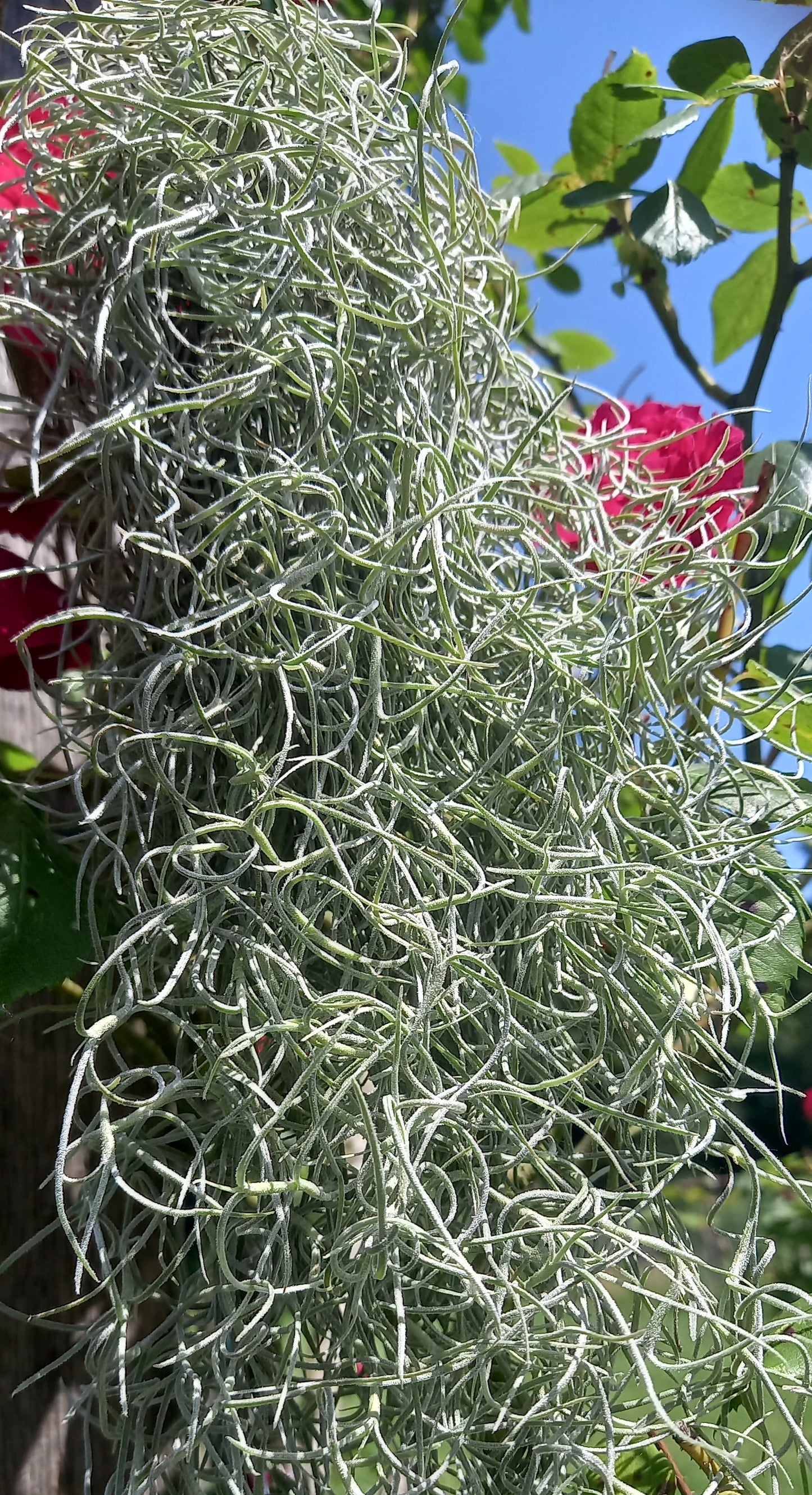 Tillandsia usneoides