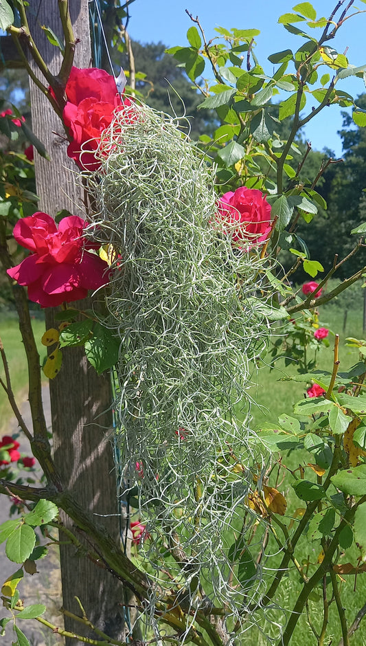 Tillandsia usneoides