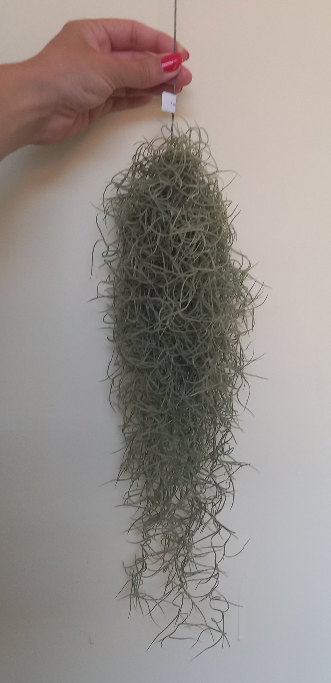 Tillandsia usneoides
