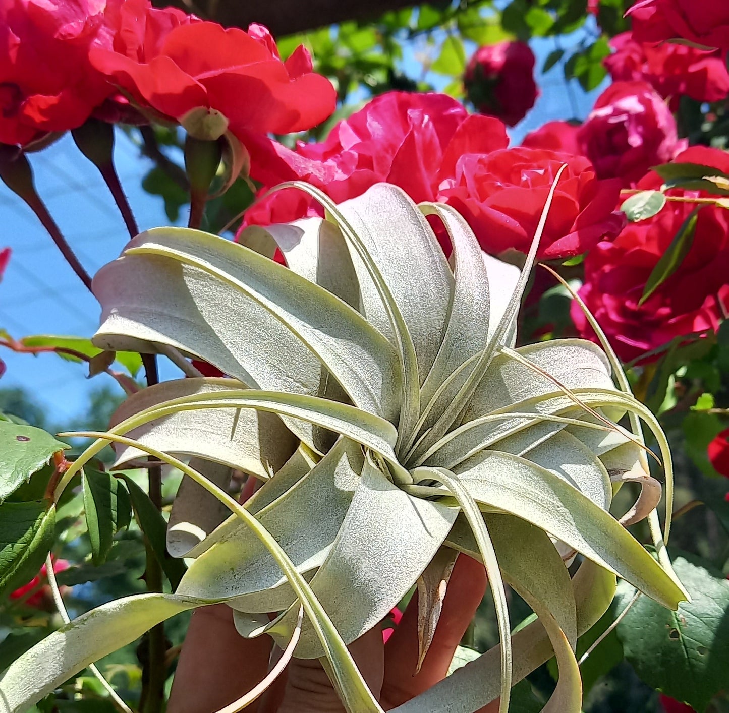 Tillandsia xerographica